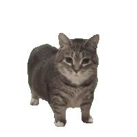 oiiacatgif